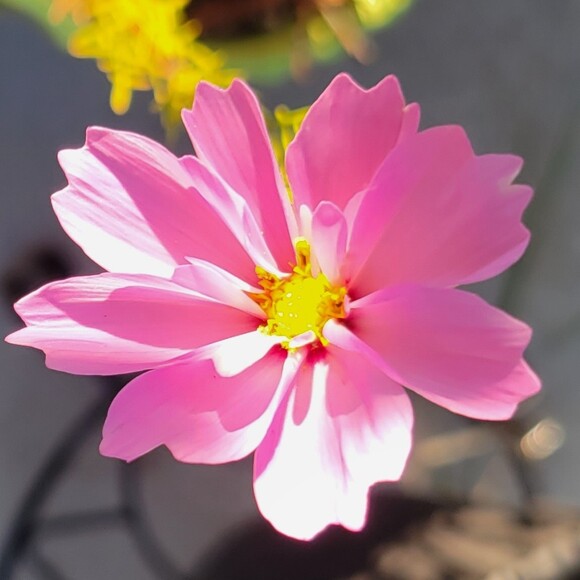 bellablooms23